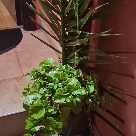 Дом отдыха Mgrahamhouse *