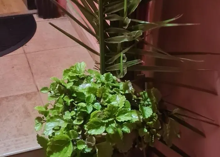 別荘 Mgrahamhouse *